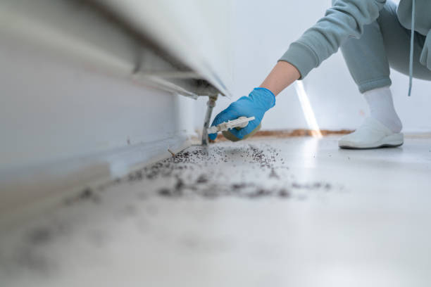 Flea Control Services in Poplar Plains, CT